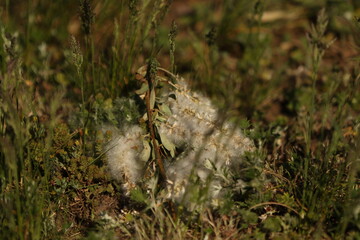 Pusteblume