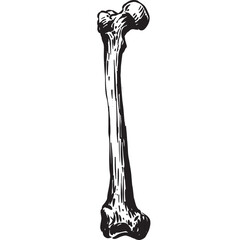 bones vintage hand drawing engraving style