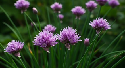A close up shot of purple chive flowers blooming in a garden with green grass blades