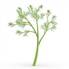 Fototapeta premium Fresh dill sprig against a bright white background.