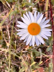 white daisy flower