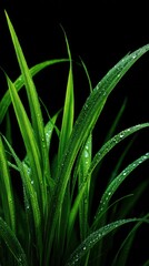Fototapeta premium Fresh Green Grass with Water Drops on Leaves Against a Black Background for Nature and Environmental Themes