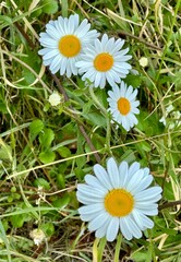 daisy in the grass