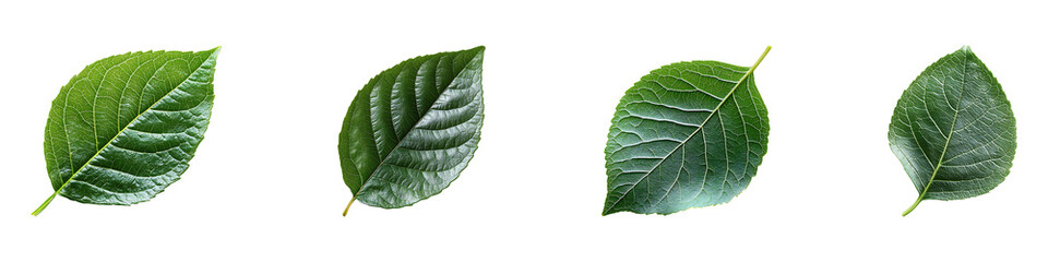 Obraz premium Set, group, collection of green leaf isolated on a transparent background.