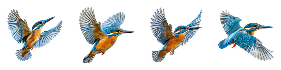 Obraz premium Set, group, collection of Flying kingfisher bird isolated on a transparent background.