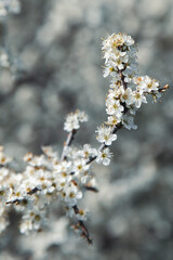 White cherry blossom flowers on a blurred background