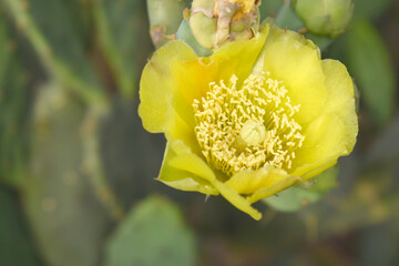A blooming Eastern Prickly Pear Cactus (Opuntia humifusa) devil's-tongue, Indian fig, wild plant...