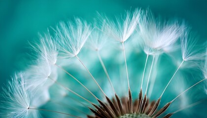 beautiful dandelion flower plant with feathers on green turquoise color background spring nature macro photo