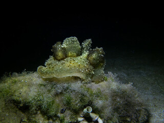 Nudibranch Melibe viridis from Cyprus