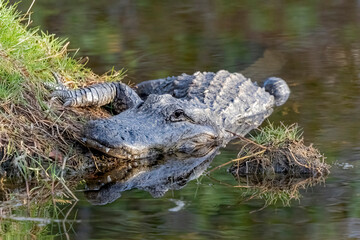 alligator laying in grass near water
