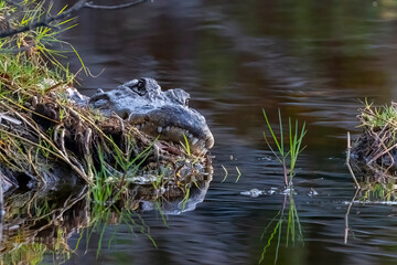 Obraz premium Alligator sunning on shore