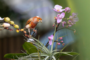 tropical finch on orchid flower