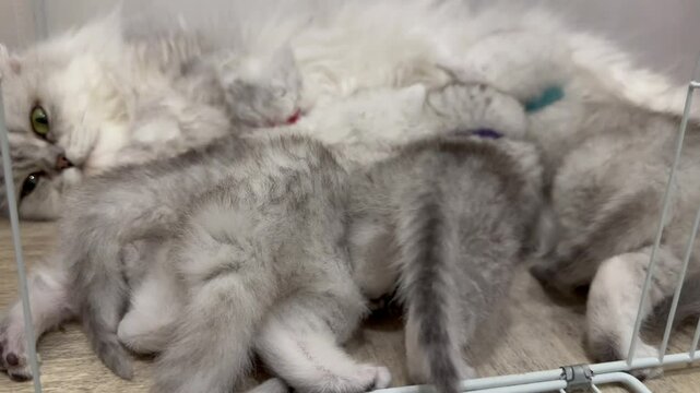 mother cat with four kittens, Importance of spaying and neutering cats to prevent pregnancy. video