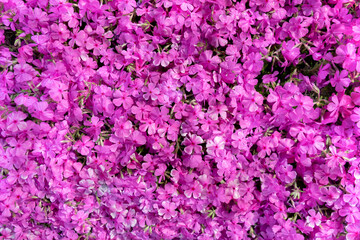 Background of red flowers. Horizontal frame.