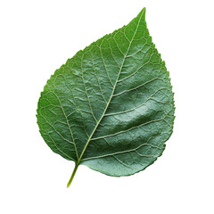 Obraz premium Captivating green leaf nature fresh environment isolated on transparent background