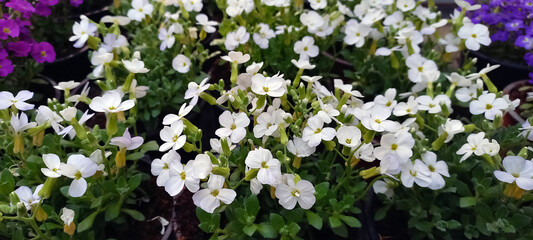 Close-up of blooming white aubrieta flowers in a nursery, surrounded by lush green leaves. A delicate spring floral display perfect for gardens and landscaping.