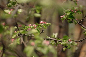 Delicate pink apple blossoms blooming on a tree branch in spring. Close-up of fresh petals and green leaves capturing the beauty of seasonal nature.