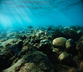 Underwater view of a coral reef with fish and corals.