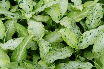 A cluster of Dieffenbachia Camouflage variegated leaves, displaying a captivating blend of light...