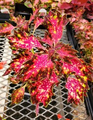 Close-up of a Coleus Down Town Santa Monica plant with uniquely patterned leaves, displaying a mix of pink, red, and yellow colors