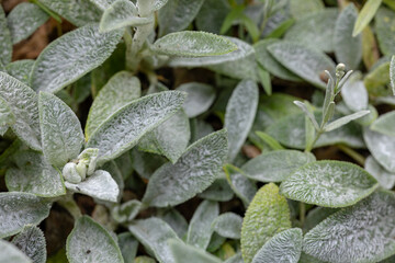 Macro photo of Stachys byzantina (lamb’s ear) plant with soft, woolly leaves. The image captures...
