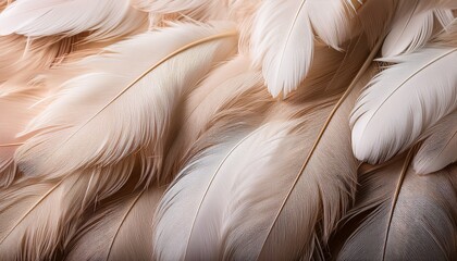 Fototapeta premium close up view of overlapping white and beige feathers creating a soft delicate texture