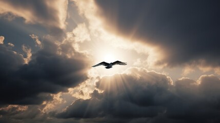 Soaring bird in a celestial light