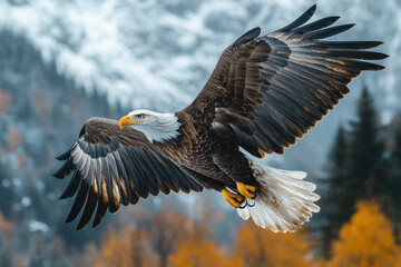 Obraz premium Bald eagle soaring with wings spread.