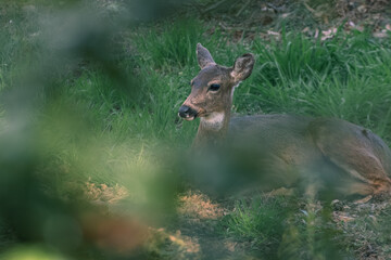 Whitetail Deer Resting in Forest Clearing