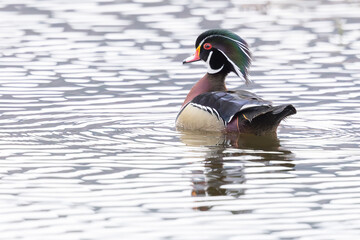 Male Wood Duck