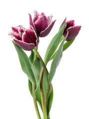 Obraz premium Three beautiful color tulips isolated on white