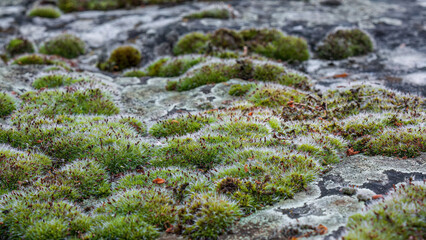 Closeup of green moss growing on weathered stone surface

