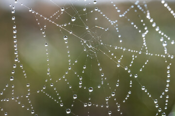 Spider web with morning dew drops against soft green background
