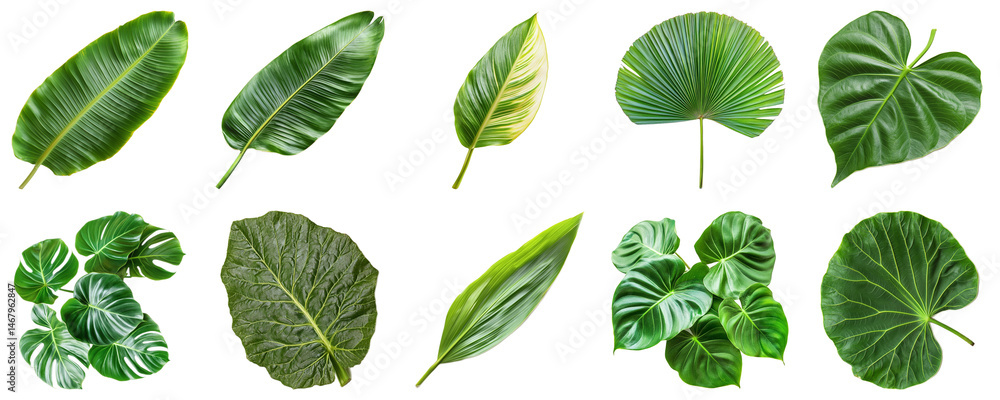 Poster a collection of various tropical leaves isolated on white background for nature and botanical themes