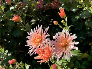 Chrysanthemum  garden mums autumn flowers. 