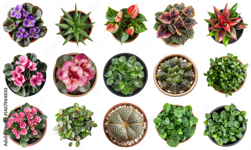 Poster collection of colorful potted houseplants featuring various leaf patterns and textures on a white ba