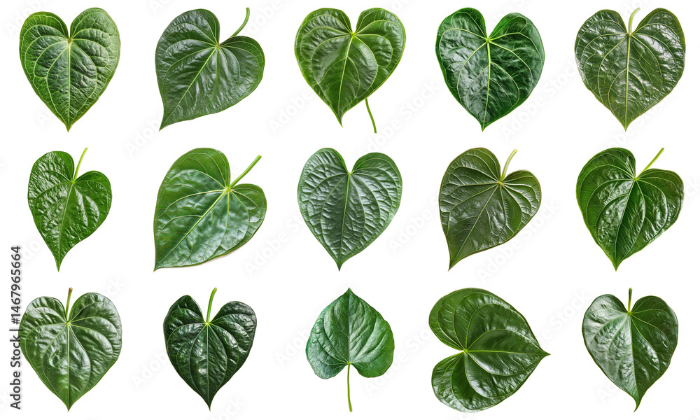 Poster collection of heart-shaped green leaves displaying varied textures and shapes on white background. l