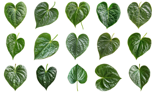 Collection of Heart-shaped Green Leaves Displaying Varied Textures and Shapes on White Background. Large Multiple Plant and Nature Collection Set Isolated on Transparent Background