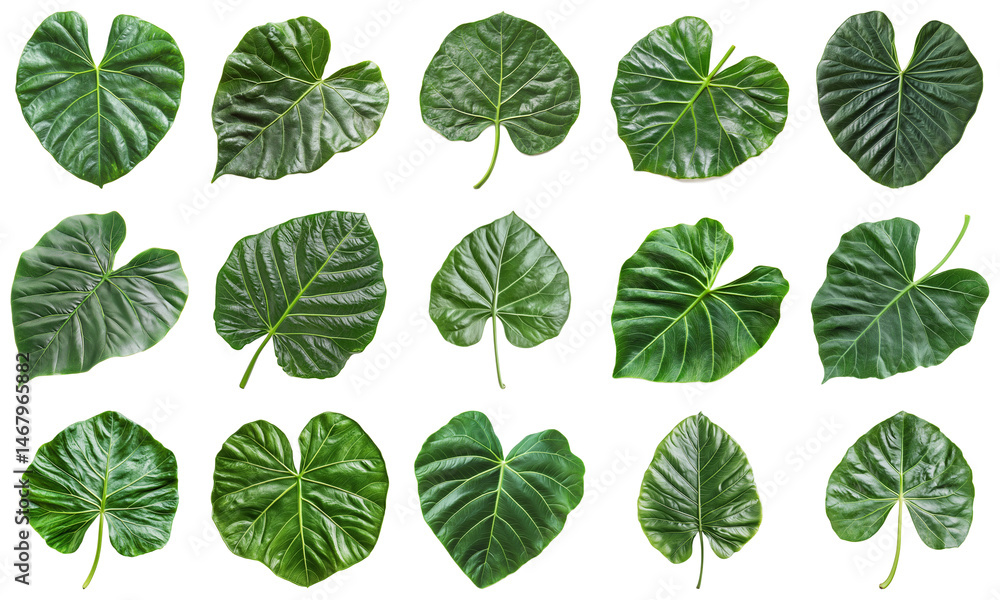 Poster assorted green leaves of different shapes and textures isolated on white background for natural desi