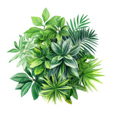 Verdant Splendor isolated on transparent background