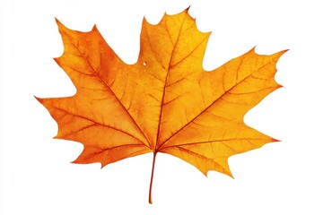 Fototapeta premium Isolated orange maple leaf close up on white background