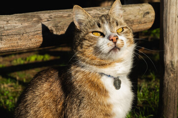 Cute tabby cat relaxing on sunny grass in warm afternoon light. Peaceful domestic pet enjoying...