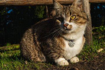 Cute tabby cat relaxing on sunny grass in warm afternoon light. Peaceful domestic pet enjoying...