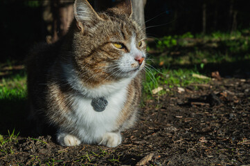 Cute tabby cat relaxing on sunny grass in warm afternoon light. Peaceful domestic pet enjoying...