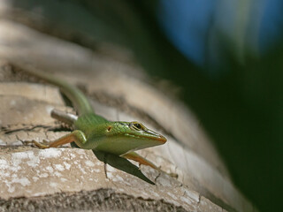 Emerald Tree Skink, Smaragdgrüner Glanzskink (Laprolepsis smaragdina)