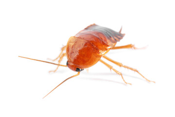 One cockroach on white background. Pest control