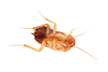 One cockroach on white background, top view. Pest control