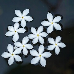 frangipani flower on black background