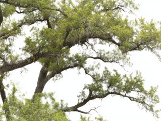 Fototapeta premium Intricate Pattern of Oak Tree Branches with Lush Green Foliage against a Light Neutral Background for Nature and Landscape Photography