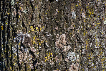tree bark